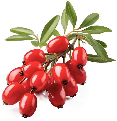 Berberine For Healthy Weight Loss SEO