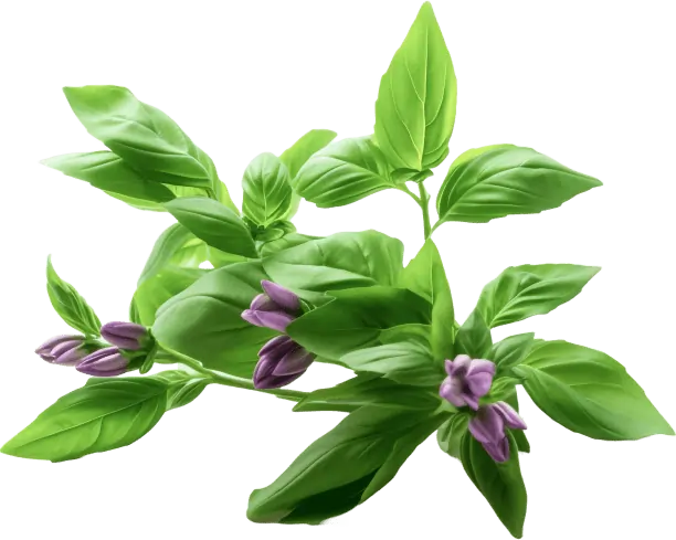 Holy Basil Stress Reduction SEO