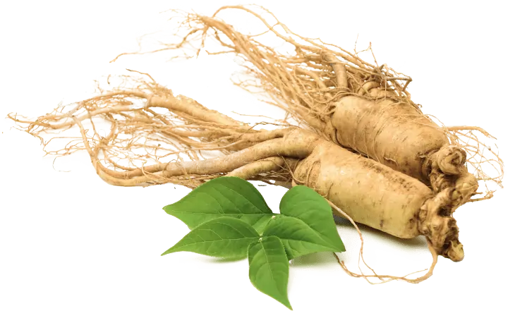 Kudzu Root Extract For Digestion SEO